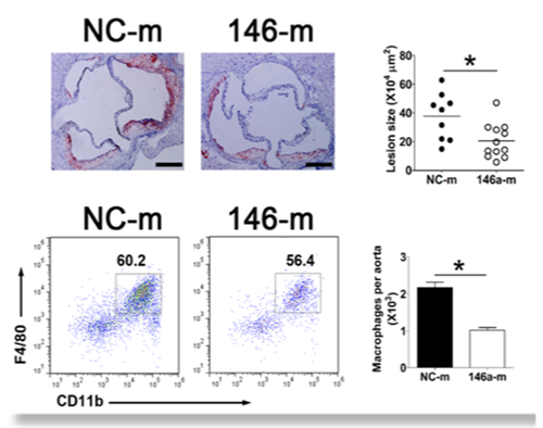 In Vivo Delivery Of Mir 146A 